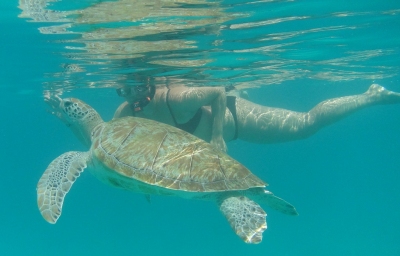 Schnorcheln mit Schildkröten auf Barbados (Alexander Mirschel)  Copyright 
Información sobre la licencia en 'Verificación de las fuentes de la imagen'